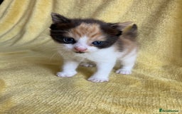 Maine Coon cats for sale: Maine coon x - Image 24