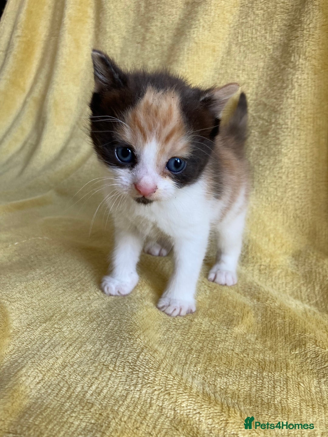 Maine Coon cats for sale: Maine coon x - Image 24