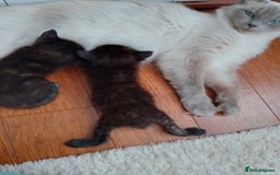 Ragdoll cats for sale: Ragdoll cross kittens x 5 - Image 3