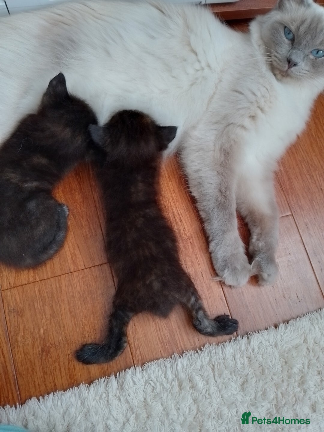 Ragdoll cats for sale: Ragdoll cross kittens x 5 - Image 3