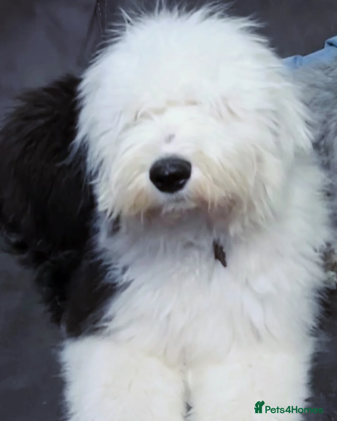 Old English Sheepdog dogs for stud: Proven Old English sheep dog for stud in Middlesbrough - Advert 8