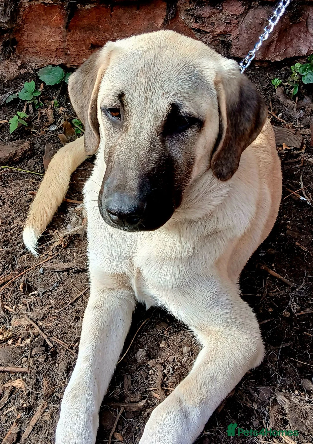 Turkish Kangal dogs for sale: LAST TURKISH KANGAL PUPPY! - Advert 1