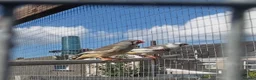 Finches birds for sale: Finches and x2 Quail - Advert 4