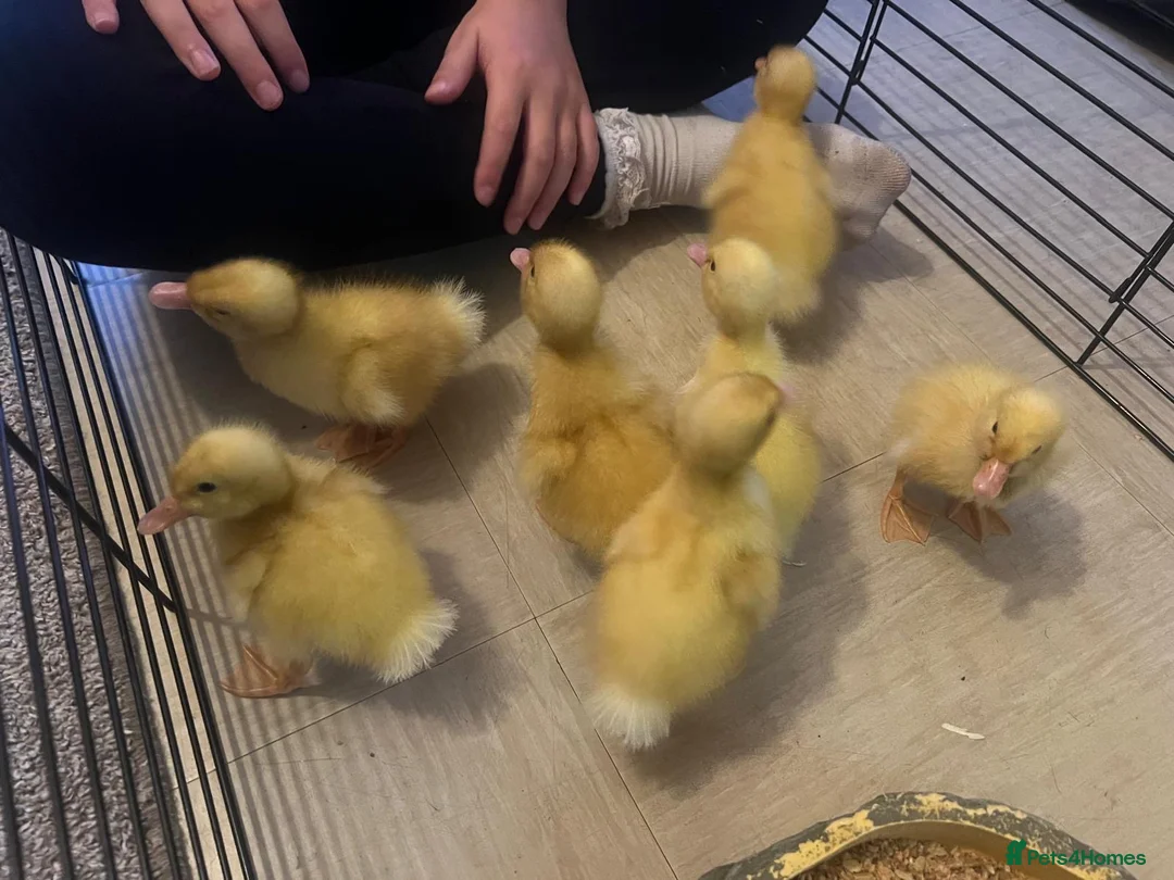 Ducks poultry for sale: Cherry valley ducklings - Advert 4