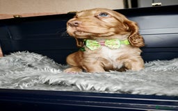 Cocker Spaniel dogs for sale: STUNNING LITTER OF KC SHOW COCKER SPANIEL PUPS!  - Image 17