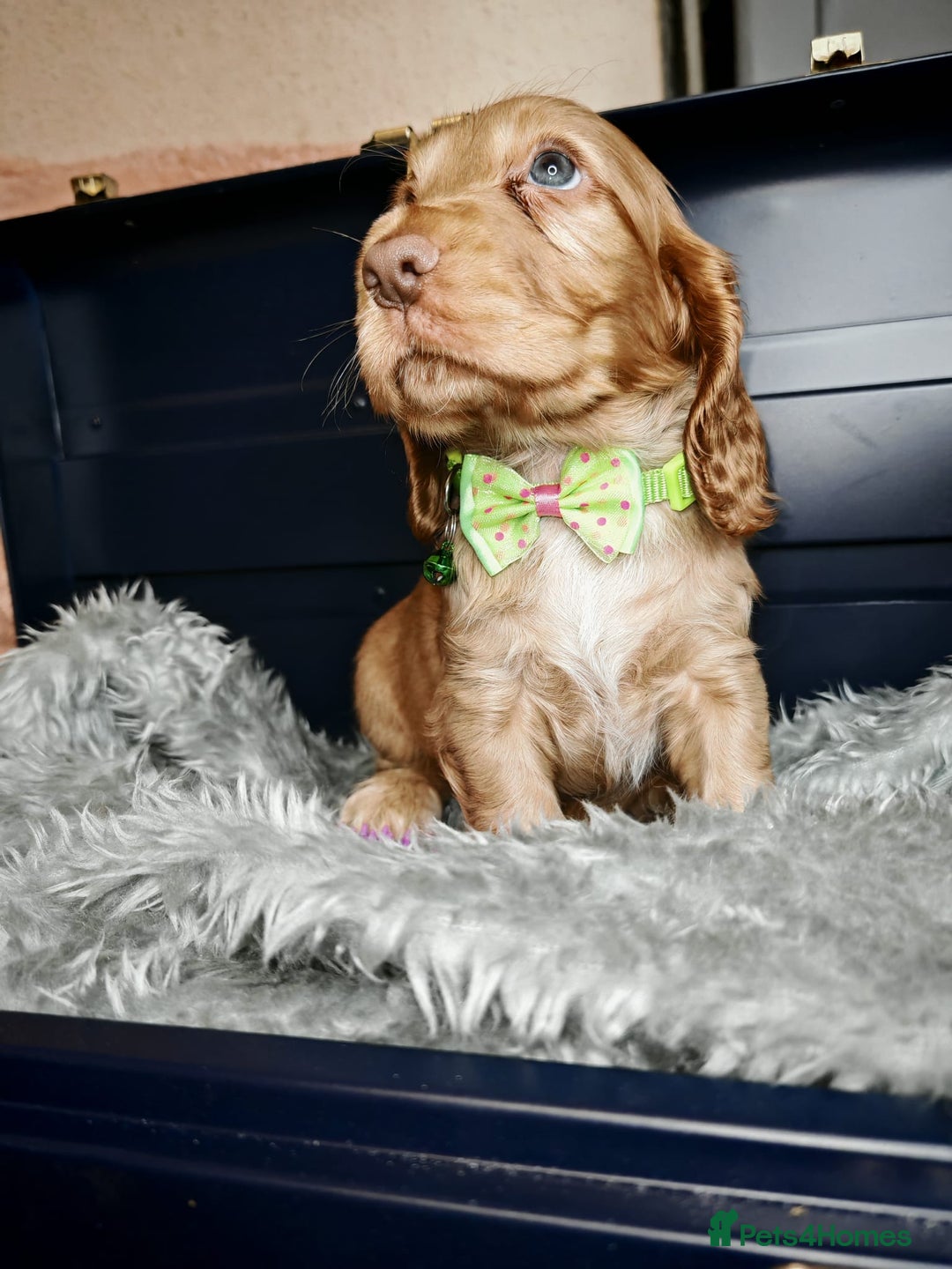 Cocker Spaniel dogs for sale: STUNNING LITTER OF KC SHOW COCKER SPANIEL PUPS!  - Image 17