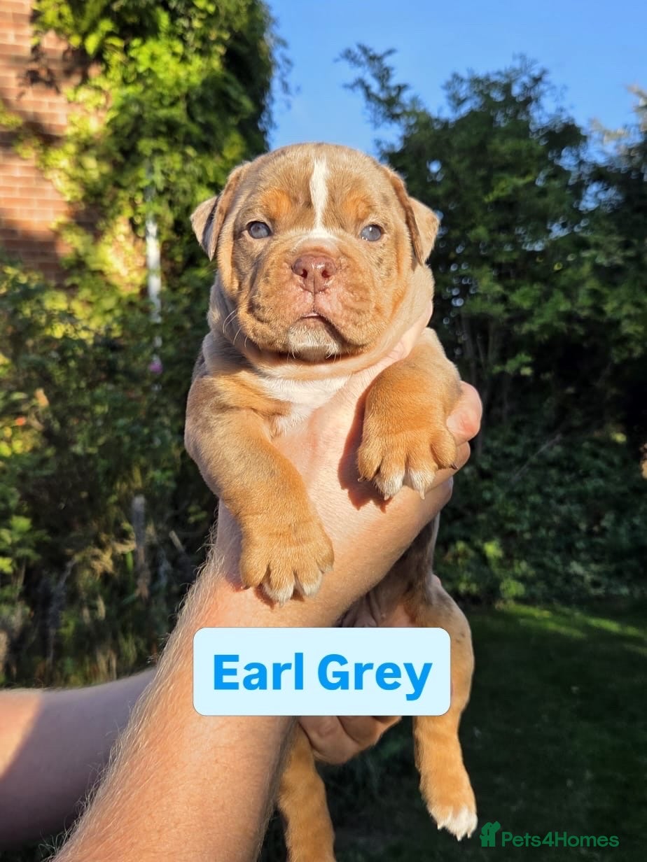 Olde English Bulldogge dogs OLD ENGLISH MERLE BOY - Advert 18