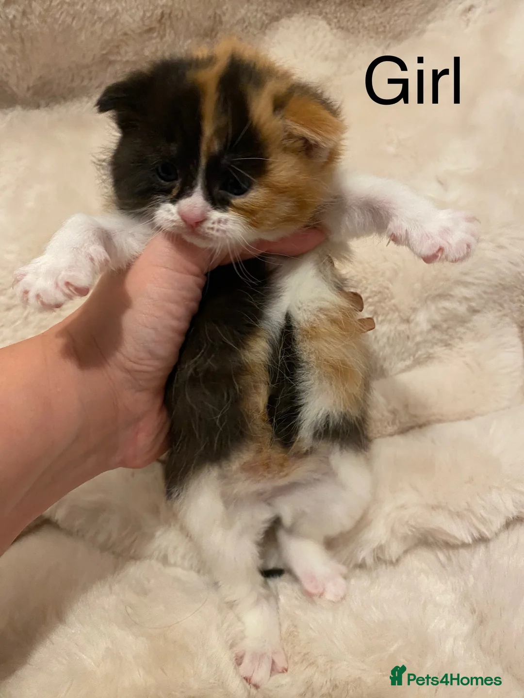 British Shorthair cats for sale: Very docile girl & boy  - Advert 3