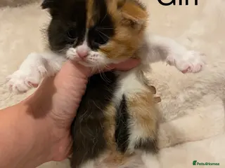 British Shorthair cats Very docile girl & boy - Advert 18