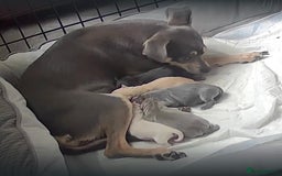 Chihuahua dogs for sale: 5 gorgeous chihuahua pups - Image 3
