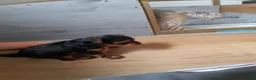 Yorkshire Terrier dogs for sale: Beautiful puppies - Advert 5