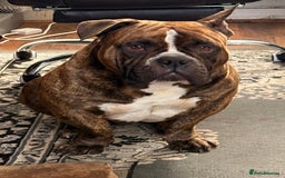 American Bully dogs for sale: Pocket bully - Image 2