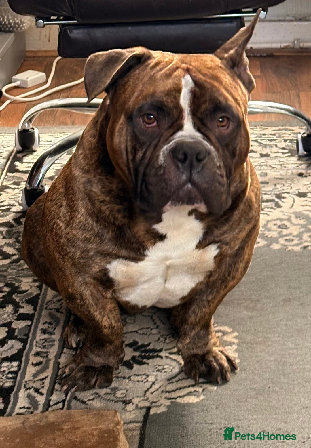American Bully dogs for sale: Pocket bully - Image 2