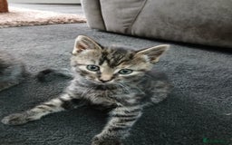 British Shorthair cats for sale: 3 beautiful kittens looking for forever home. - Advert 10