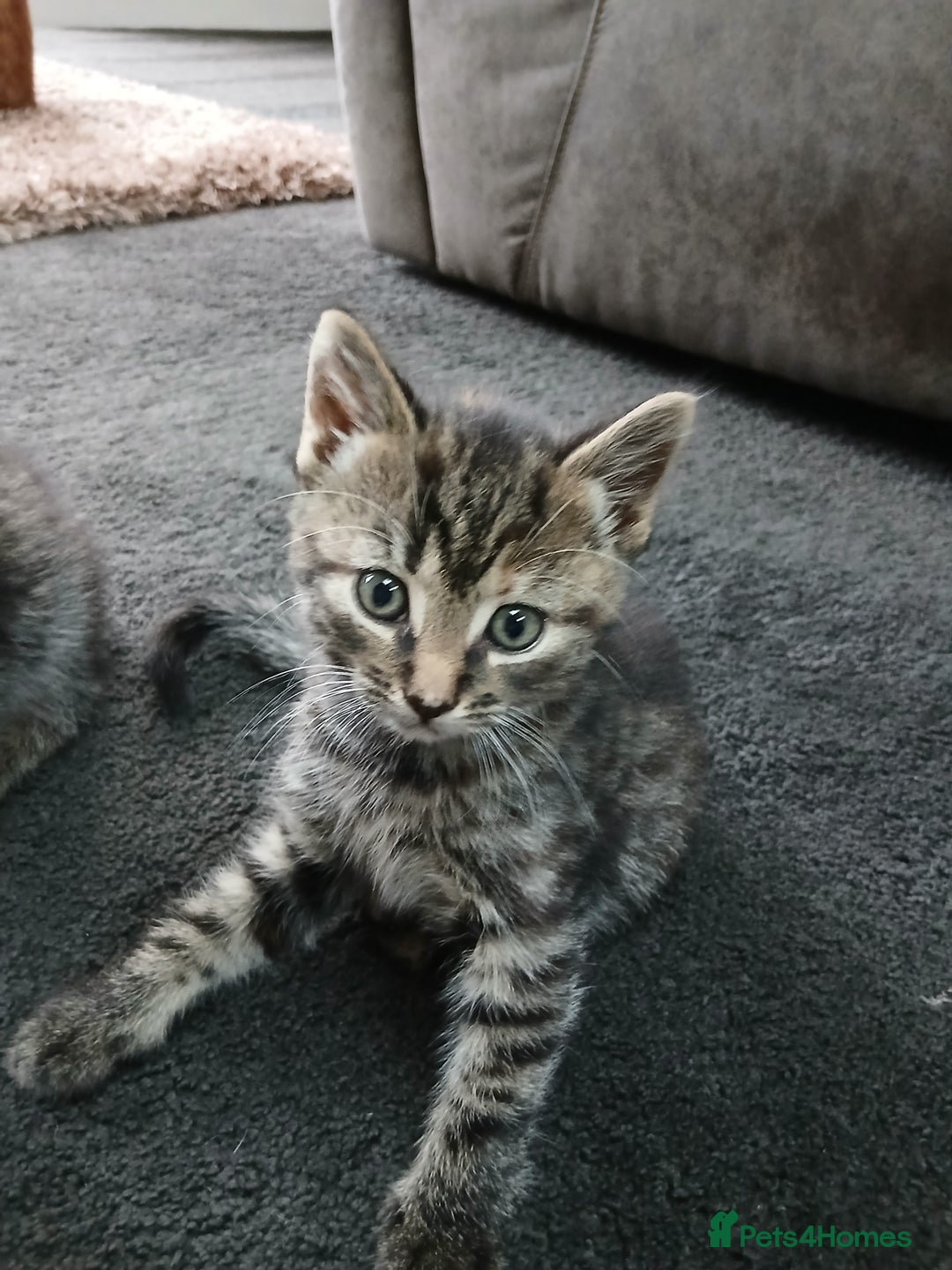 British Shorthair cats for sale: 3 beautiful kittens looking for forever home. - Advert 10