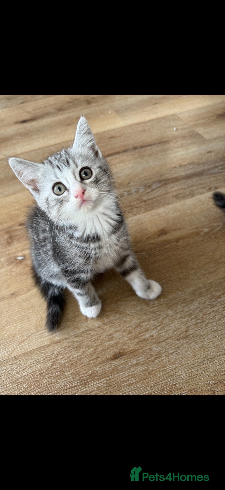 Persian cats Persian silver kittens 🩷 1 left ready to go! - Advert 1