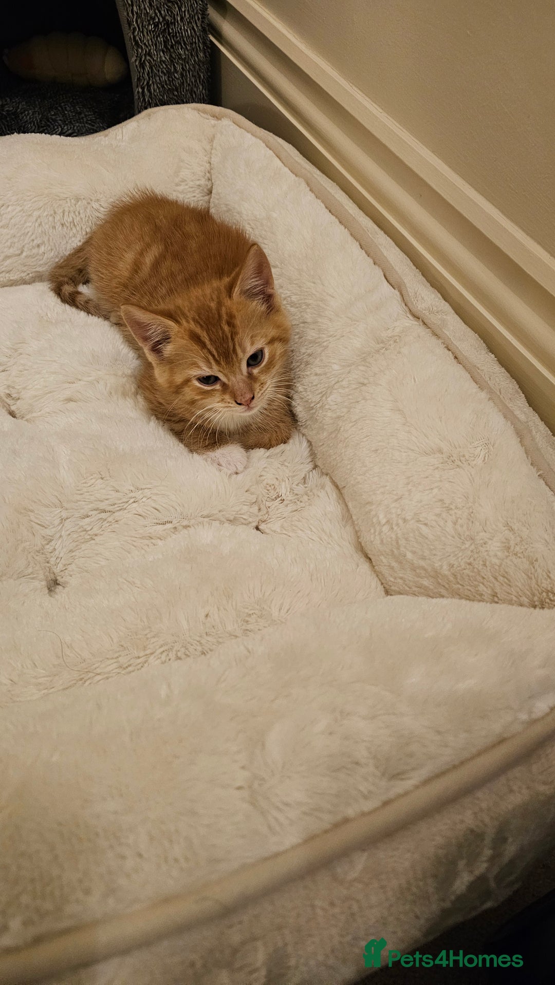 British Shorthair cats for sale: A Kitten for  **   - Advert 7