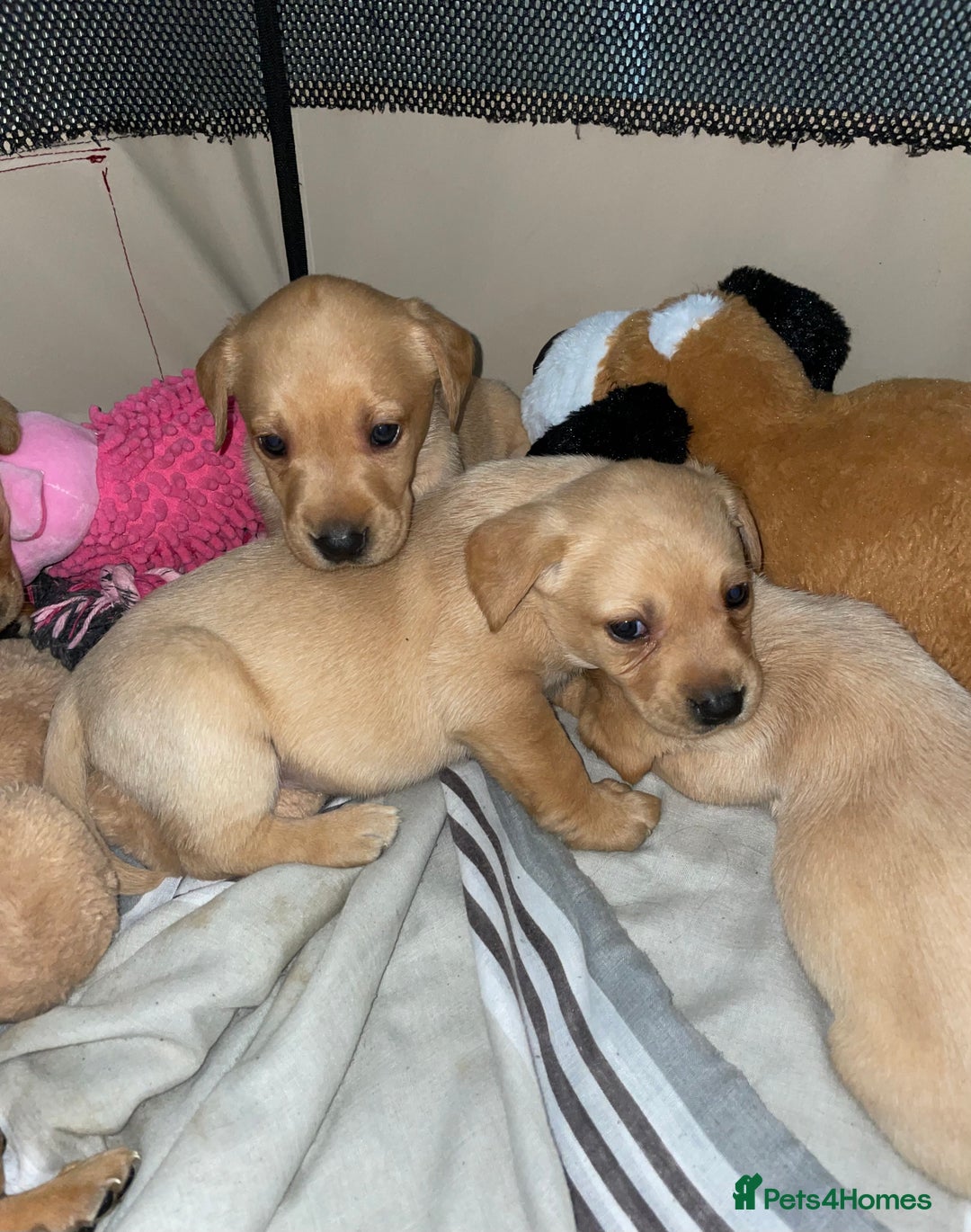 Labrador Retriever dogs for sale: Labrador puppies deposit secures - Advert 14