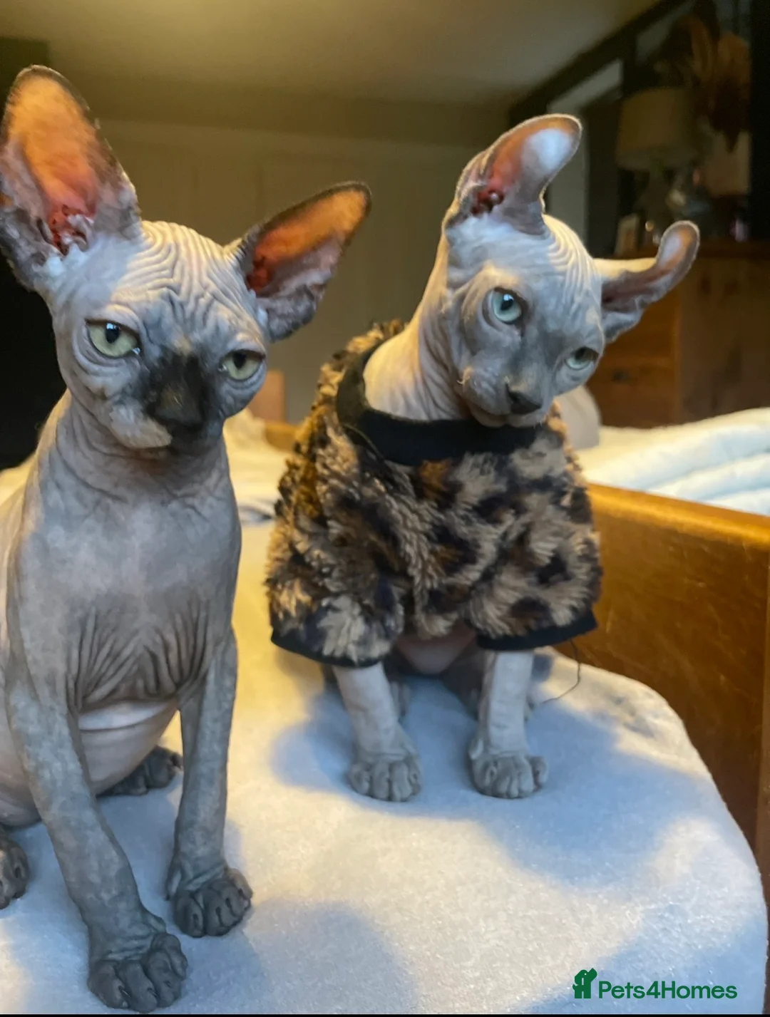Sphynx cats for sale: Amazing Sphynx & Elf Kittens  - Advert 18