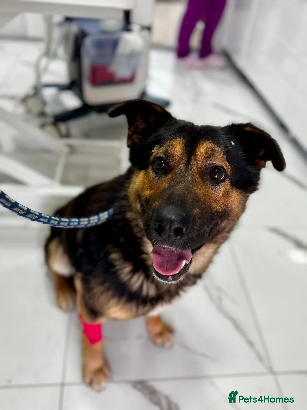 Mixed Breed dogs for adoption: Urgent Foster or Adoption - Advert 2