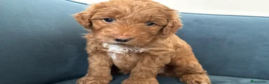 Australian Labradoodle 3