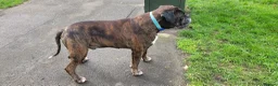 Boxer dogs for stud: Brindle boxer for stud - Advert 1