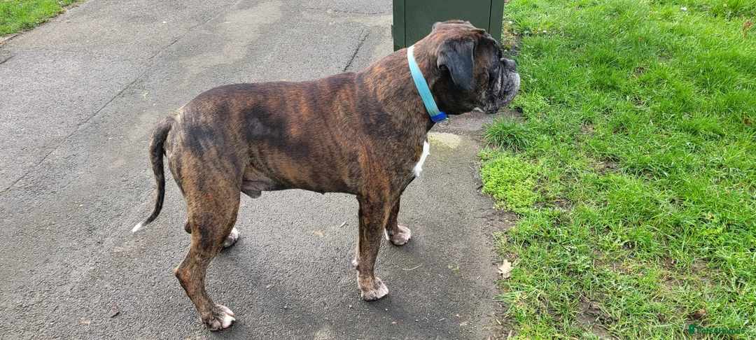 Boxer dogs for stud: Brindle boxer for stud - Advert 1