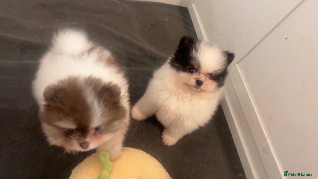 Pomeranian dogs for sale: 5 STAR POMERANIAN PUPPIES  - Advert 2