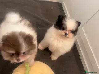 Pomeranian dogs 5 STAR POMERANIAN PUPPIES - Advert 19