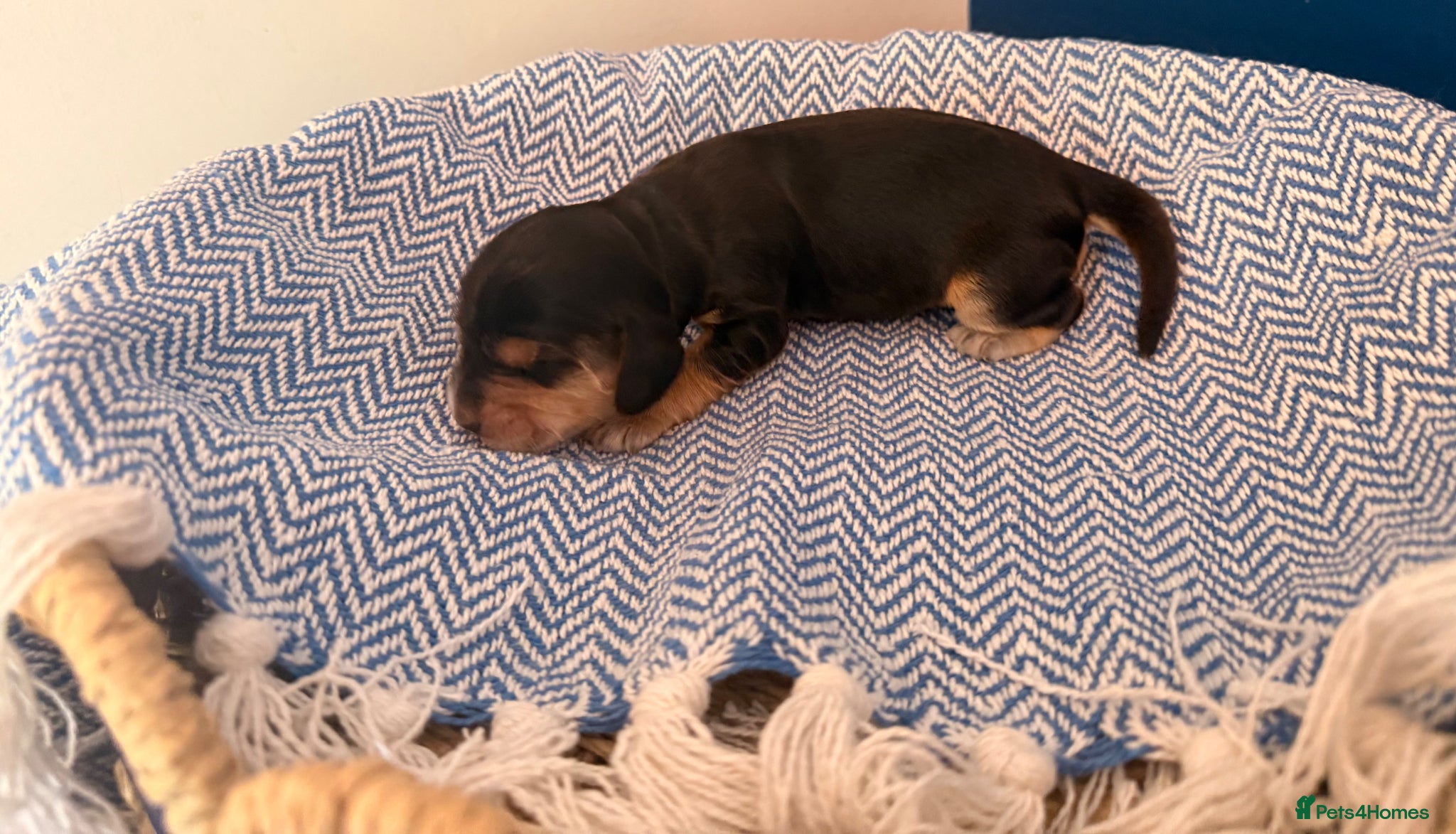 Cocker Spaniel dogs Outstanding KC registered Cocker Spaniel Puppies  - Advert 2