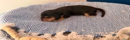 Cocker Spaniel dogs for sale: Outstanding KC registered Cocker Spaniel Puppies  - Advert 6