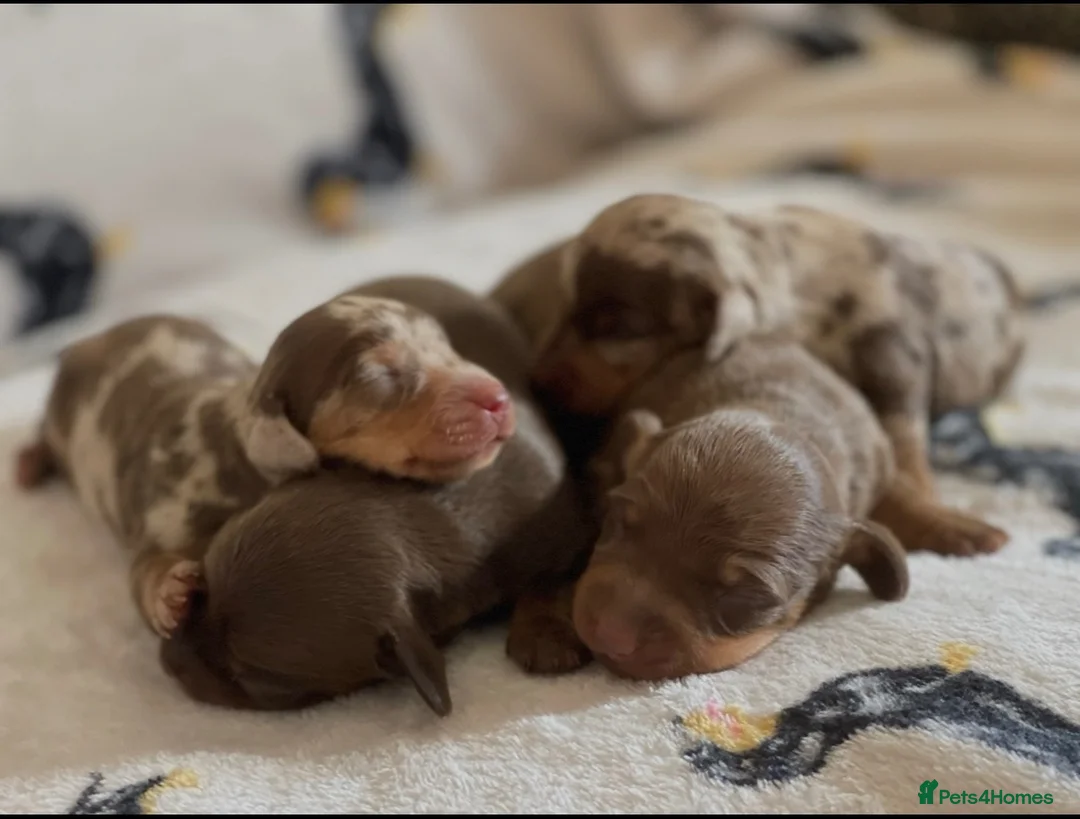 Miniature Dachshund dogs for sale: KC Registered Silver Dapple ****** in Mansfield - Advert 4