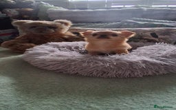 Chihuahua dogs for sale: Stunning Babies looking for forever 5* homes - Image 12