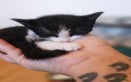 Domestic Shorthair cats for sale: 2 adorable kittens searching for their forever - Image 6
