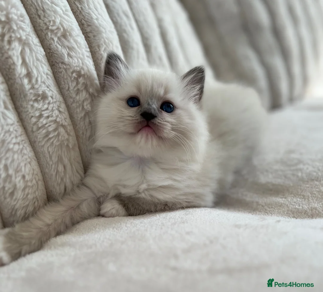 Ragdoll cats for sale: TICA REGISTERED RAGDOLL KITTENS - Advert 2