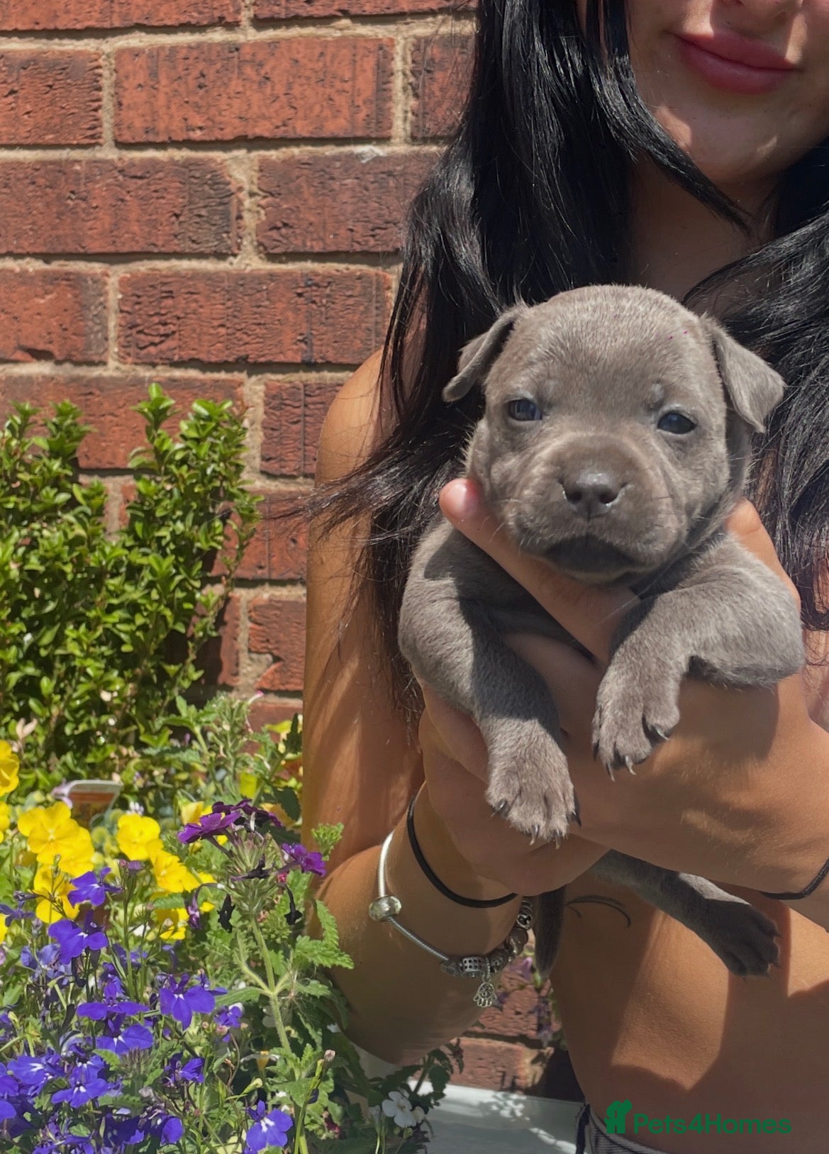 Staffordshire Bull Terrier dogs Black Eye SBTs this season litter 3 boys 3 girls  - Advert 2