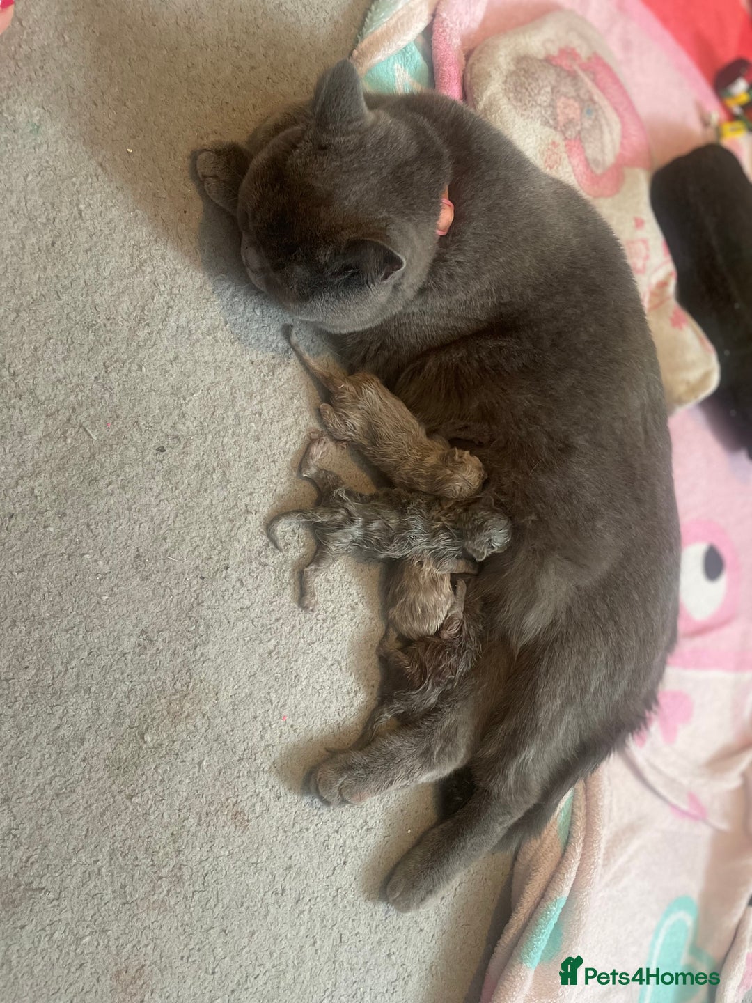 British Shorthair cats for sale: British shorthair kitten - Image 1