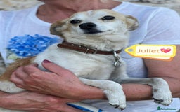 Mixed Breed dogs for adoption: 💖🐶 JULIET 🐶💖 - Image 15
