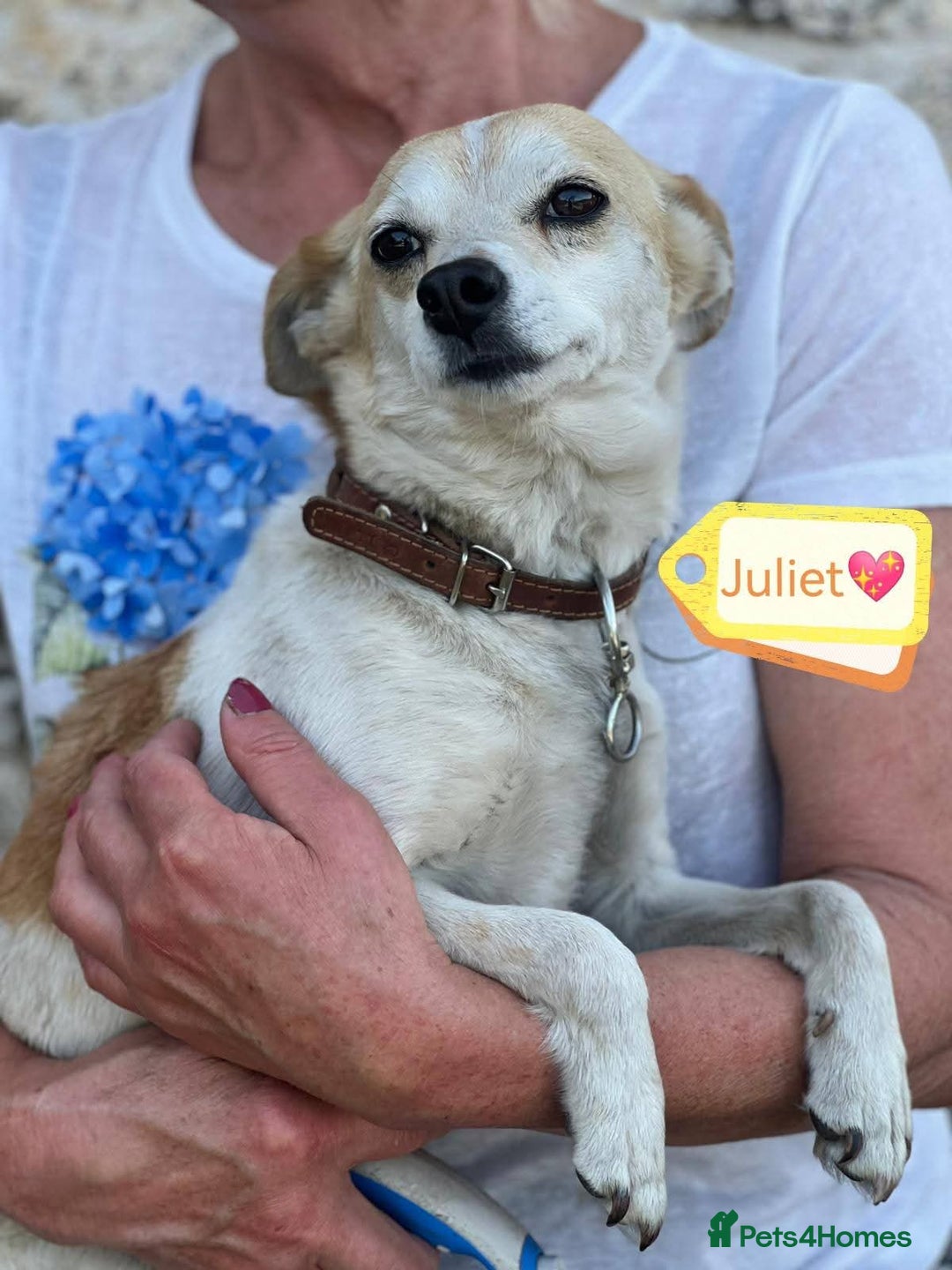 Mixed Breed dogs for adoption: 💖🐶 JULIET 🐶💖 - Image 15