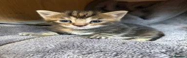 Tabby