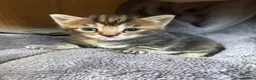 Mixed Breed cats for sale: Four Gorgeous Kittens  - Advert 11