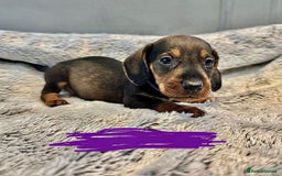 Dachshund dogs for sale: wirehaired dachshunds (teckels) - Image 16