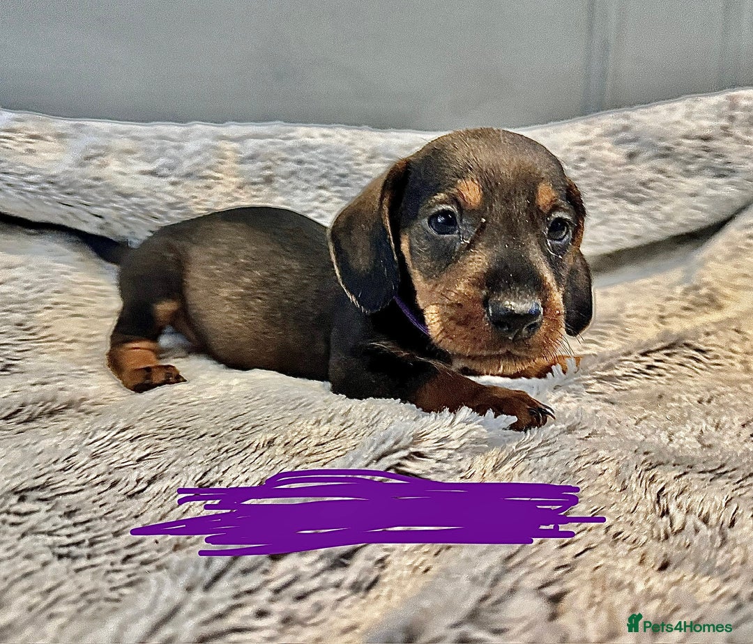 Dachshund dogs for sale: wirehaired dachshunds (teckels) - Image 16