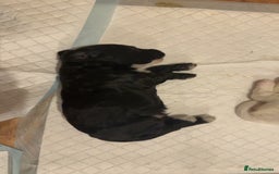 Cockapoo dogs for sale: !!!!LAST TWO MALES LEFT!!!!!  - Image 17
