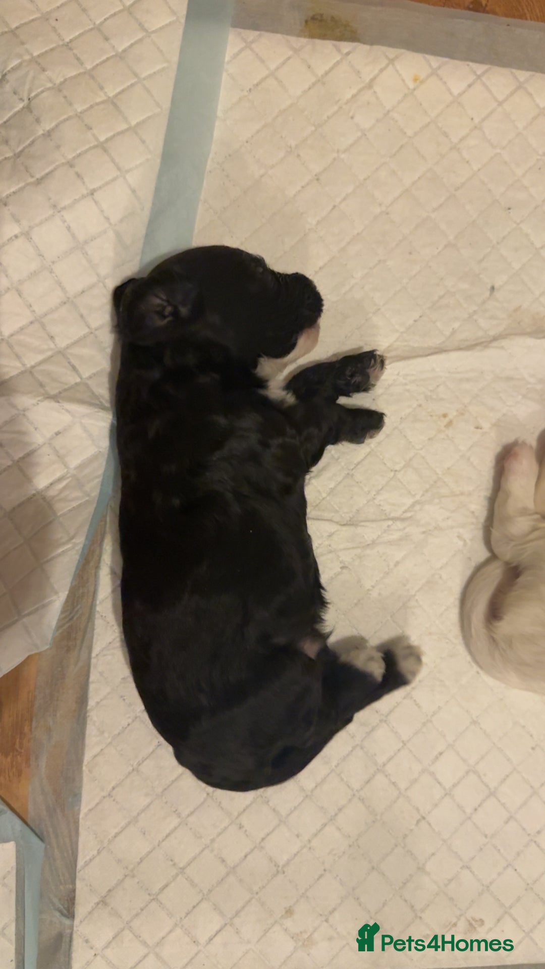 Cockapoo dogs for sale: !!!!LAST TWO MALES LEFT!!!!!  - Image 17