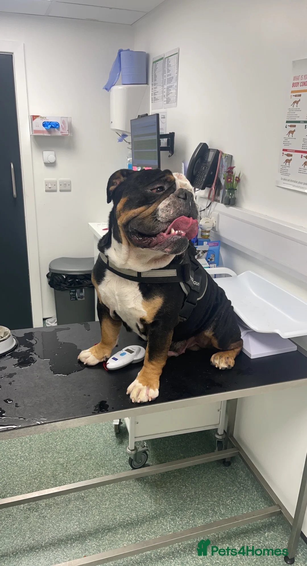 English Bulldog dogs for sale: Alfie English Bulldog  - Advert 6