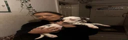 Dalmatian dogs for sale: 🐾 1 Female KC Dalmatian Puppy left 🐾 - Advert 2