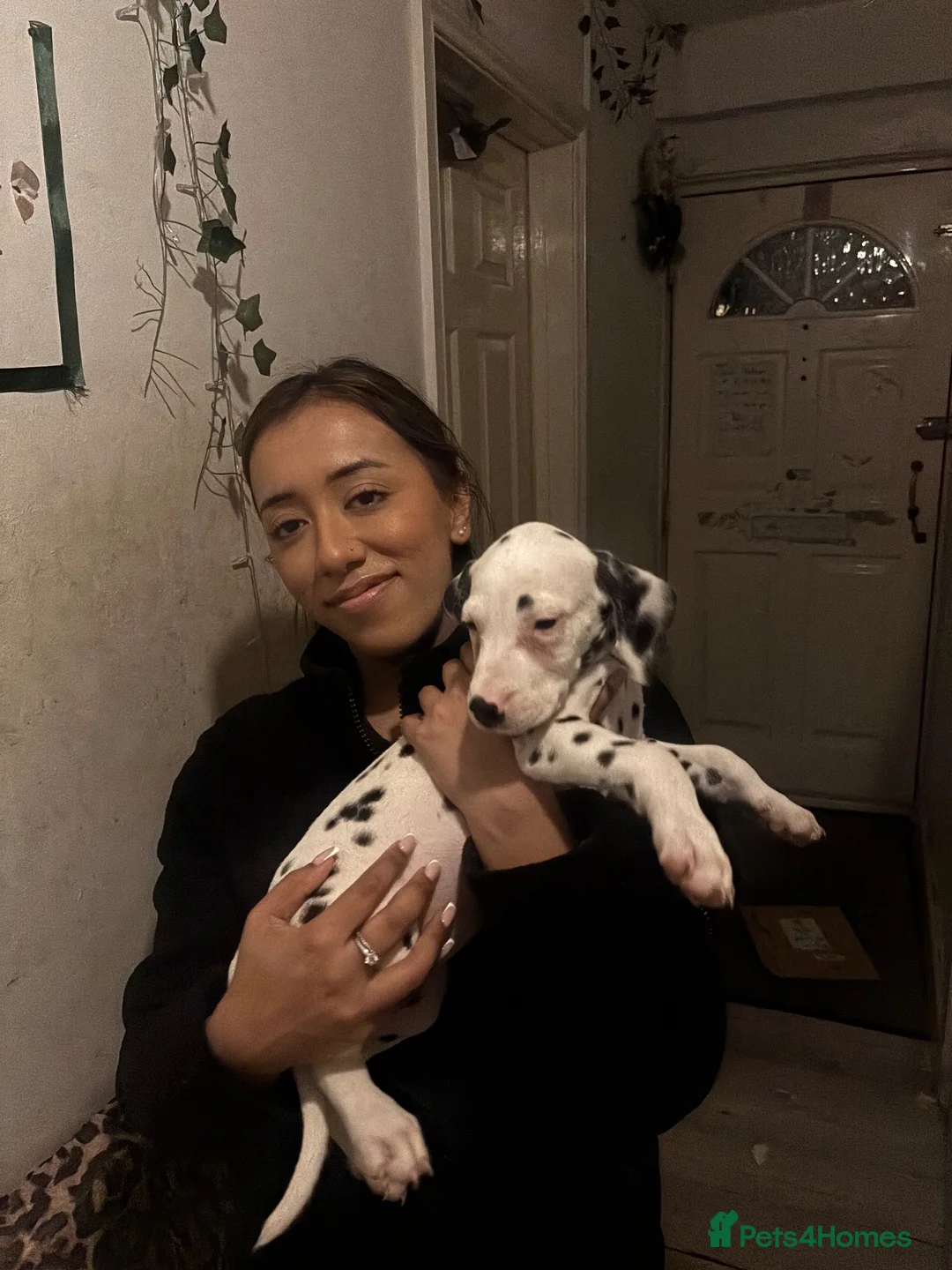 Dalmatian dogs for sale: 🐾 1 Female KC Dalmatian Puppy left 🐾 - Advert 2