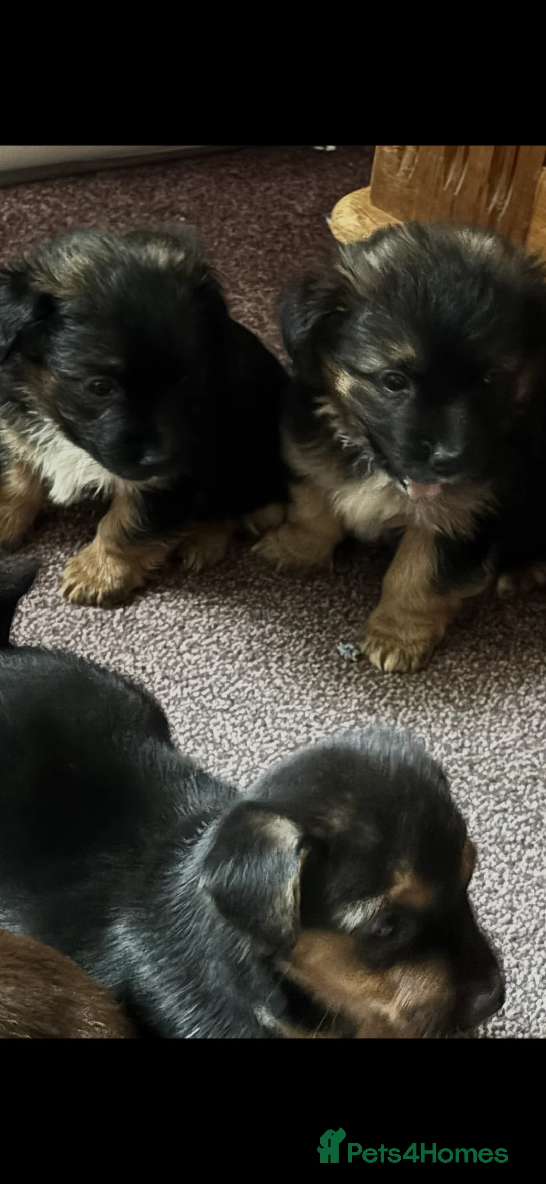 Jack Russell dogs for sale: Trad.family short legged short hair- ready!! - Advert 16