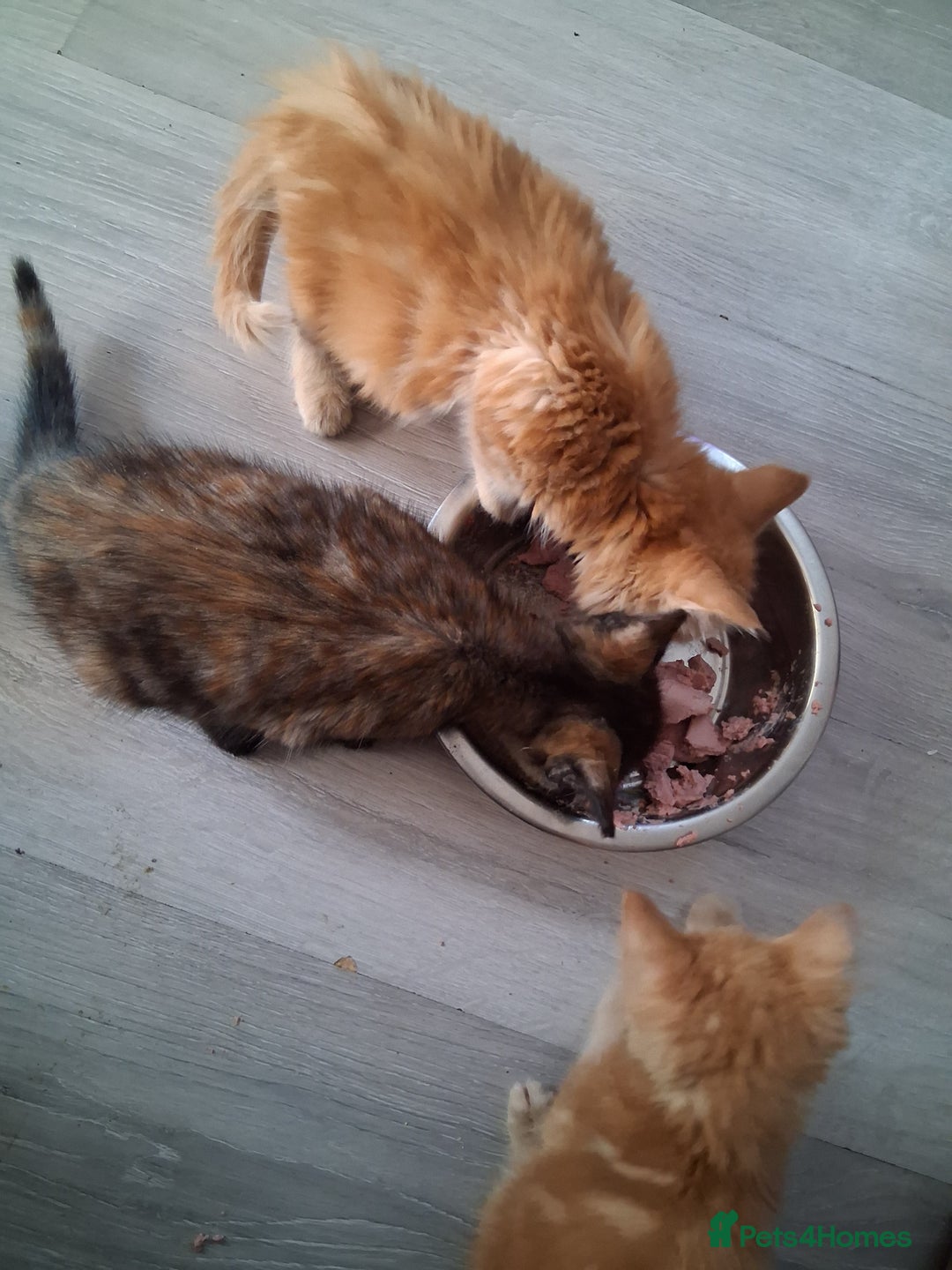 Mixed Breed cats for sale: CUTE KITTIES❤💕 - Image 6
